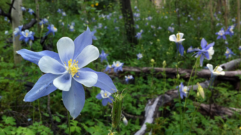 Early summer flowers.