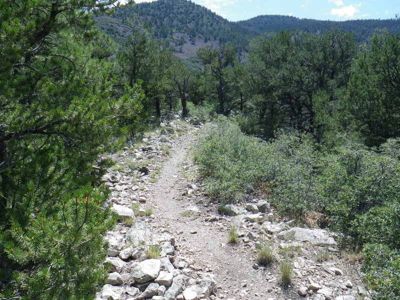 Changing scenery and trail as you drop in elevation.