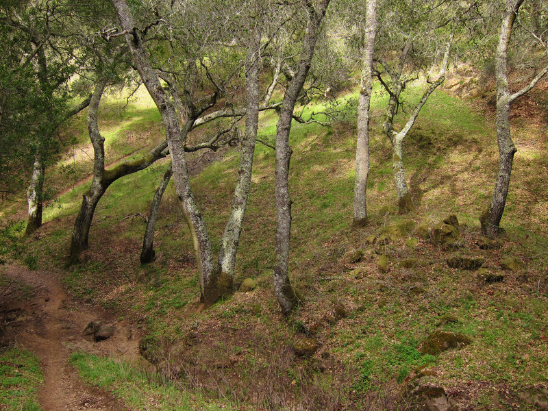 Forest on Mount Diablo State Park Oyster Point Trail.