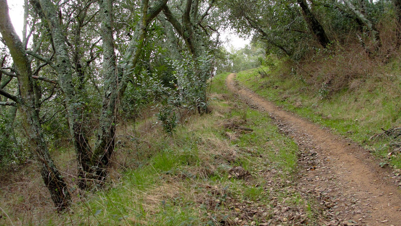 Mount Diablo State Park Oyster Point Trail.