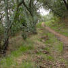 Mount Diablo State Park Oyster Point Trail.