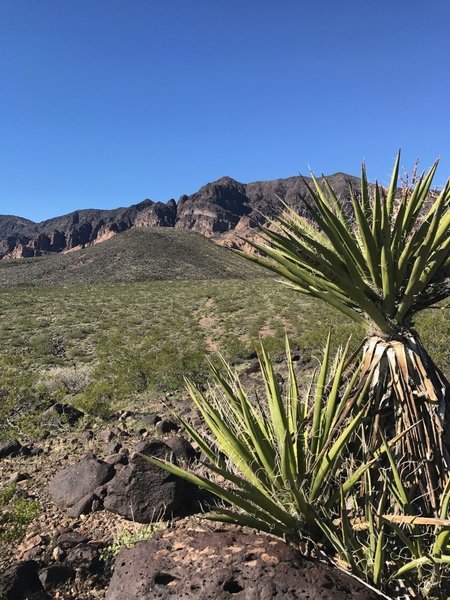 Black Mountain commands the backdrop along the 701 Trail.