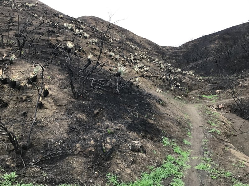 Despite the Rey Fire, life finds a way!