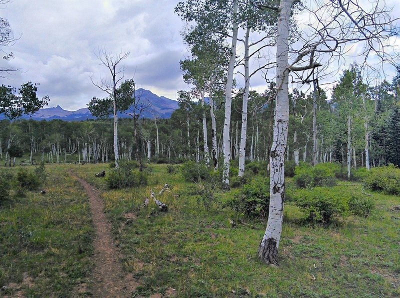 Sparse aspens along the Box Canyon Trail.