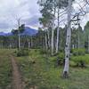 Sparse aspens along the Box Canyon Trail.