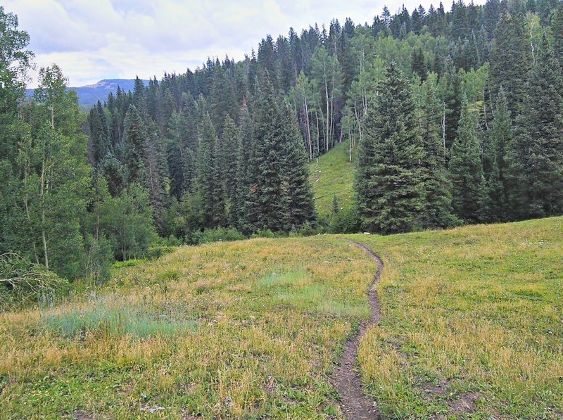 Descending through meadow in Deer Lick Creek drainage.