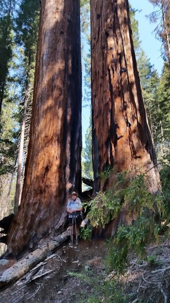 Big Trees dwarf a visitor.