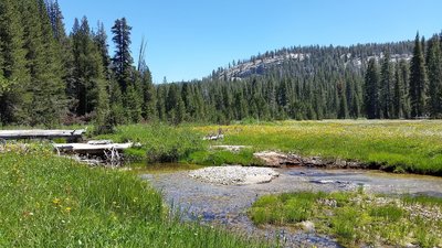 Spring Flowers in August at South Fork Meadow - Near Headwaters of Kaweah River South Fork.