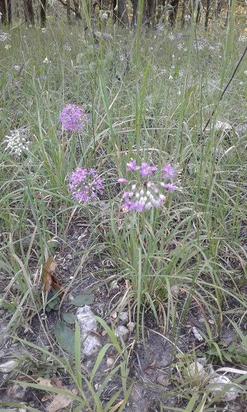 Wildflower spot