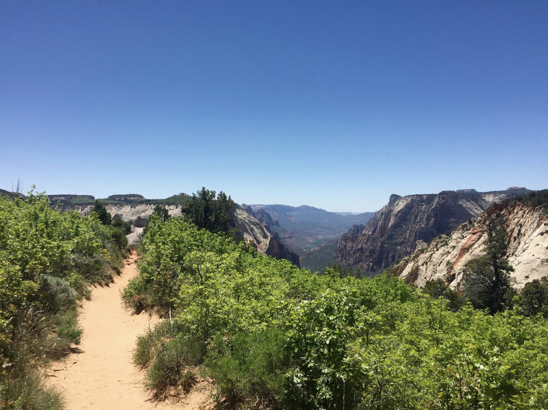 The trail leading up to Observation Point