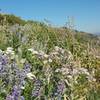 Wildflowers hanging on in spots in early September