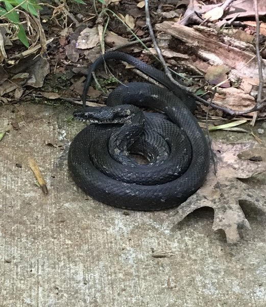 Snake on the trail!