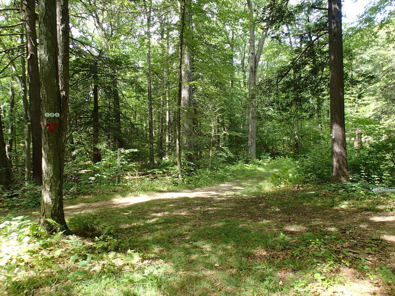 Roaring Brook/Pasture Loop trail junction