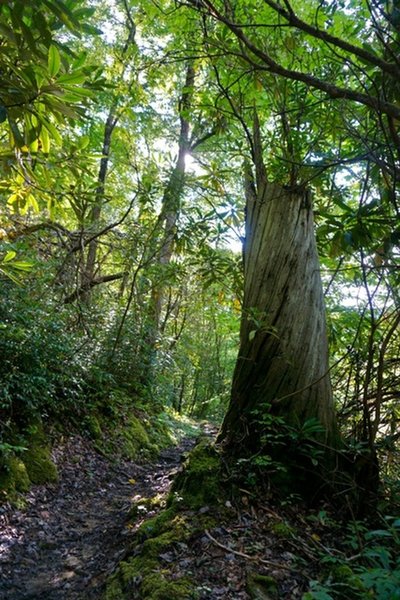 Deep Creek Trail