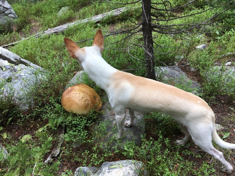 Enjoy the Chihuahua-sized mushrooms