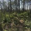 There are some beautiful sights along the trail, especially the fern undergrowth.