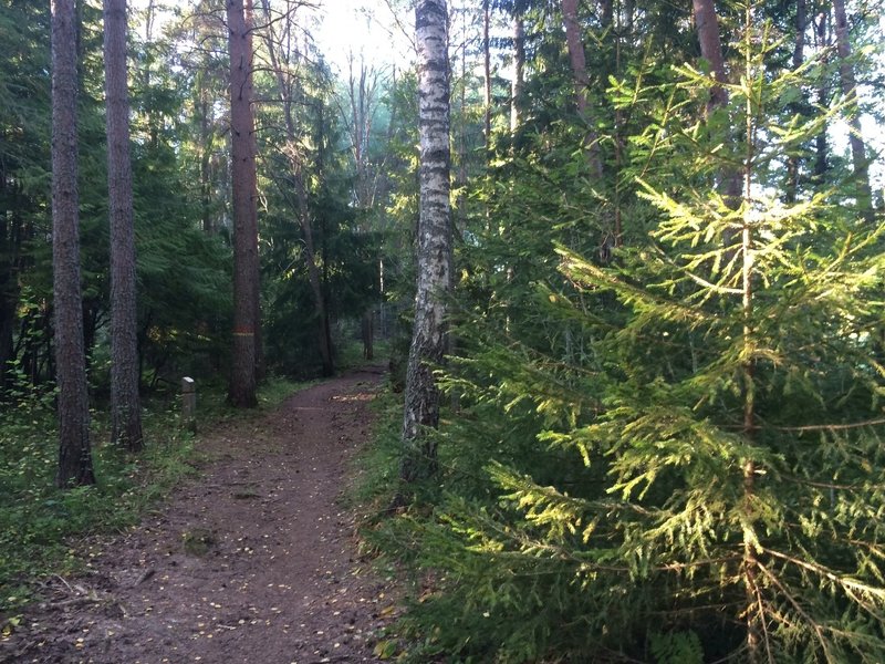 Swedish forest. Great feeling.