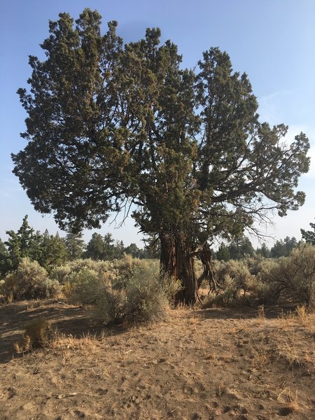 Juniper pines.