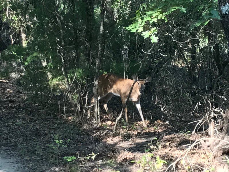 White-tailed deer on 1886 Trail.