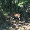 White-tailed deer on 1886 Trail.