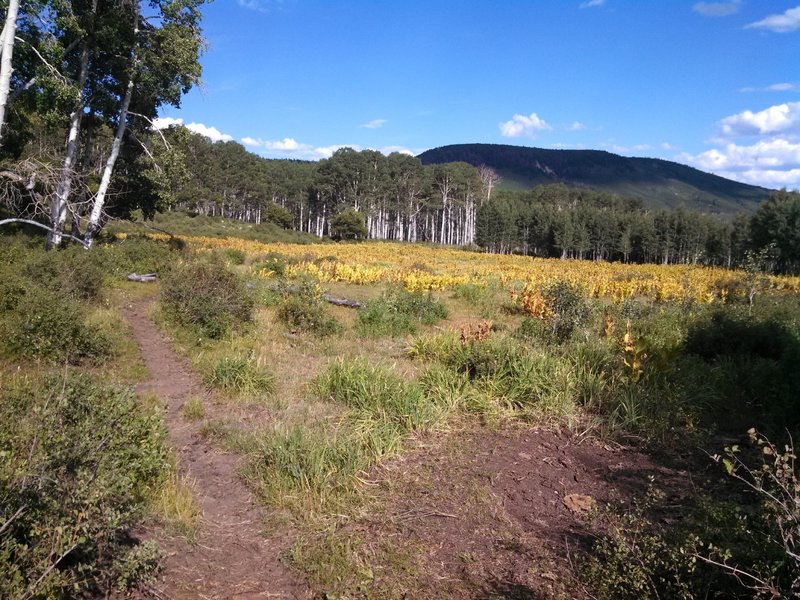 South end of the trail. Lots of free-range cattle are out during the summer.