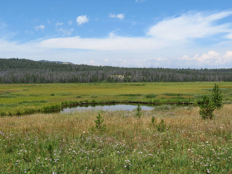 Elk Meadow.