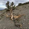 Whitebark Pines on Glass Mountain.