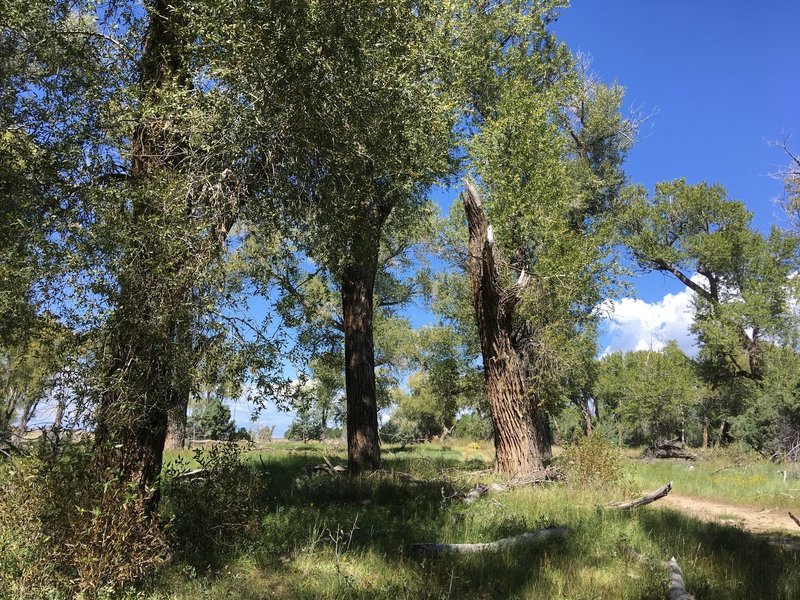 Cottonwood stand near Deadman's Creek