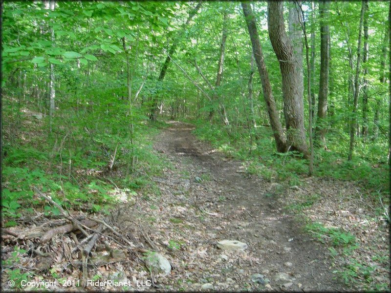 Typical forest along the Pachaug Multi-Use Trail.