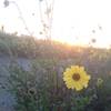 Spring time flowers in the Tijuana River Estuary.