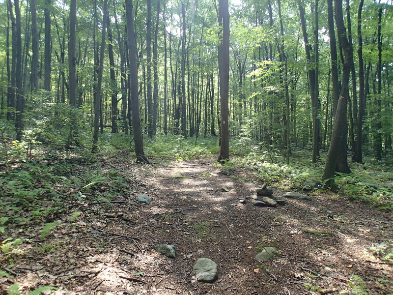 Trail junction Kinnelon-Butler Trail and the Blue-White connector trail