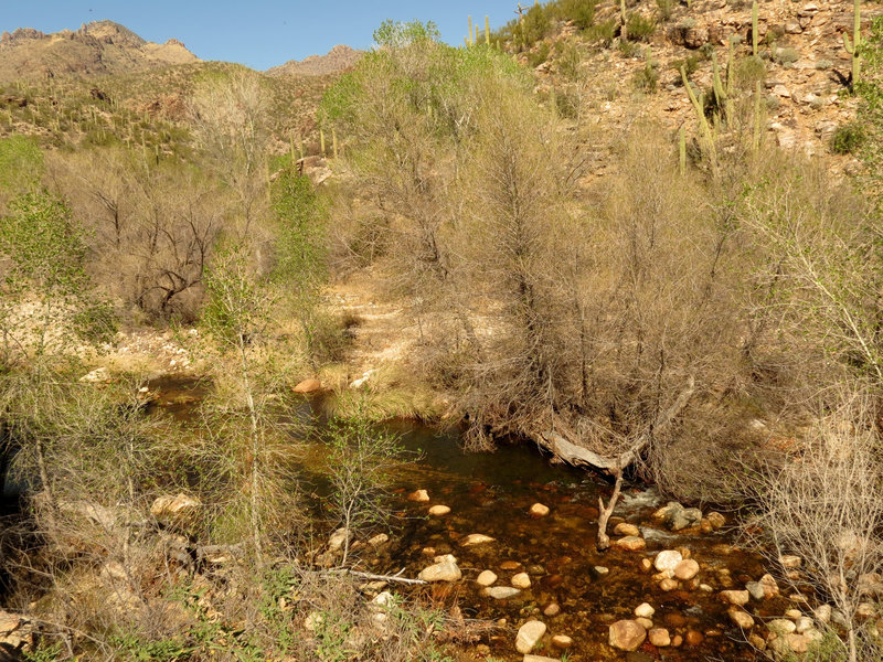 Sabino Creek.