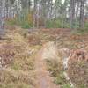 Hemlock Logged Area