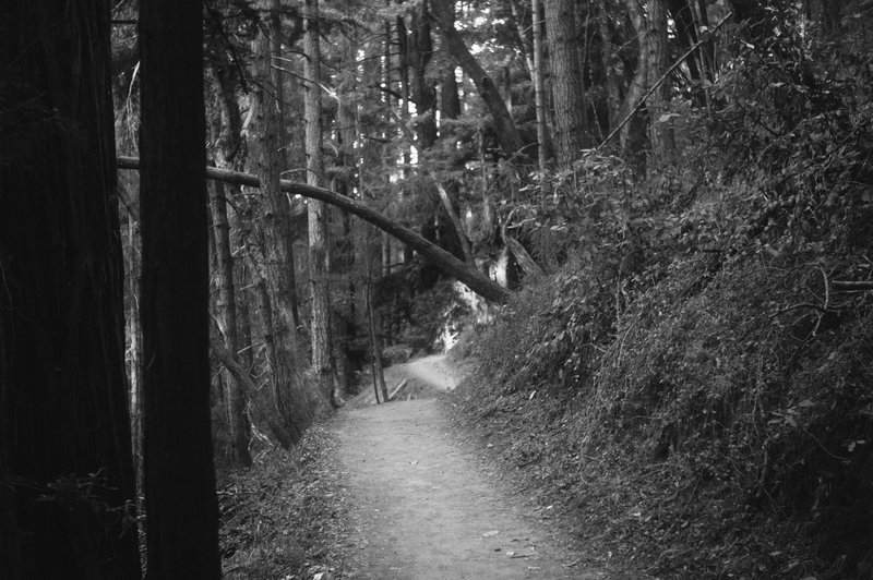 Skyline to the Sea Trail.