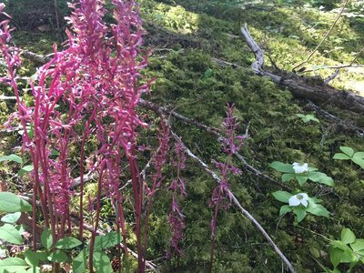 Coral Root and Dogwood on lower part of Eaton Lake trail