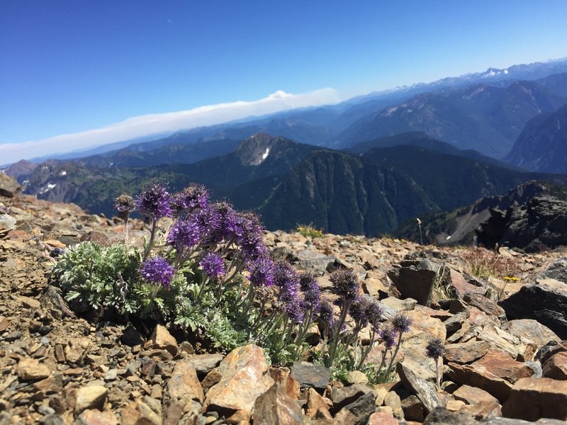 Alpine flowers on Outram, with wildfire smoke in background