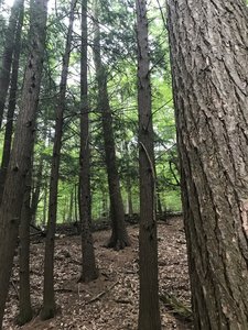 On the FLT near Letchworth State Park
