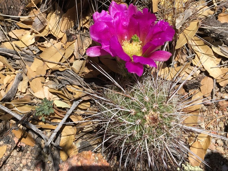 The Beautiful Hedgehog Cactus Flower