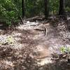 Some rooty sections on the trail