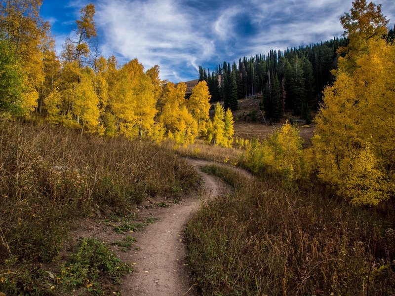 Smooth singletrack on Action Jackson through aspen groves in the fall at Grand Targhee Resort. Photo: Dana Ramos - Instagram: @dnasince1979