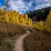 Smooth singletrack on Action Jackson through aspen groves in the fall at Grand Targhee Resort. Photo: Dana Ramos - Instagram: @dnasince1979