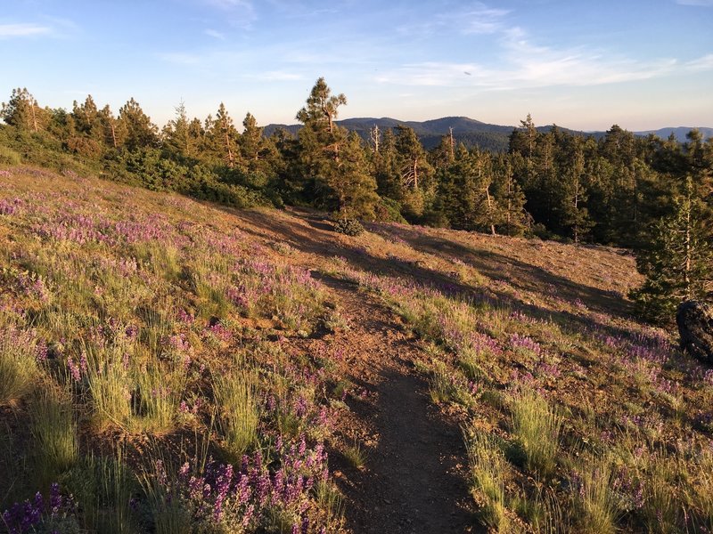 Meadow near trailhead