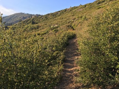 Climbing through chaparral.