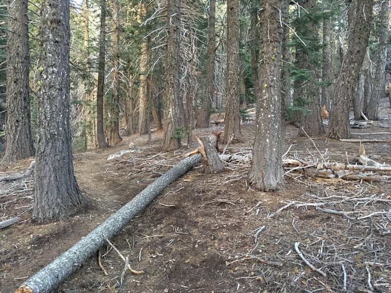 Red fir forest on the way up.