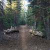 Red fir forest on top of the massif.