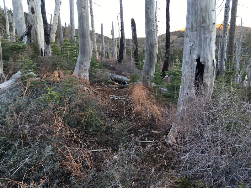 Burned out forest.