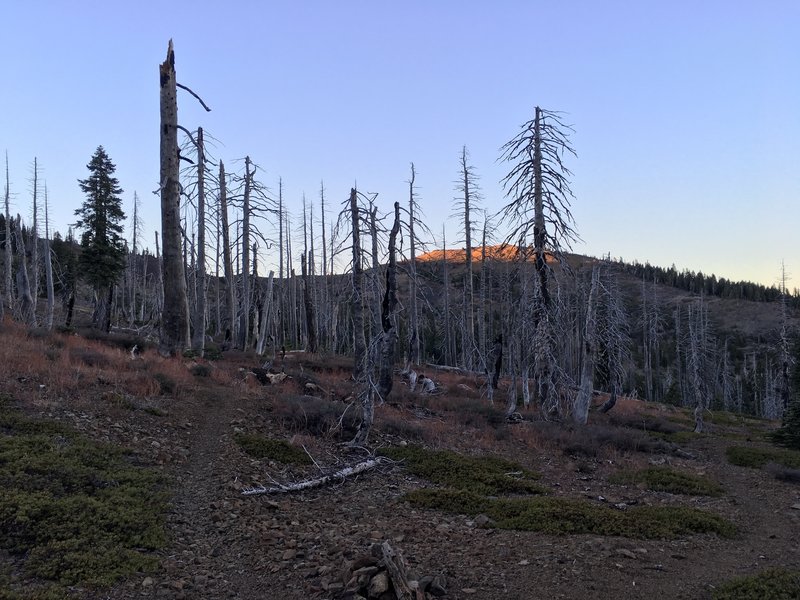 Burned out forest and Snow Mountain East in background.