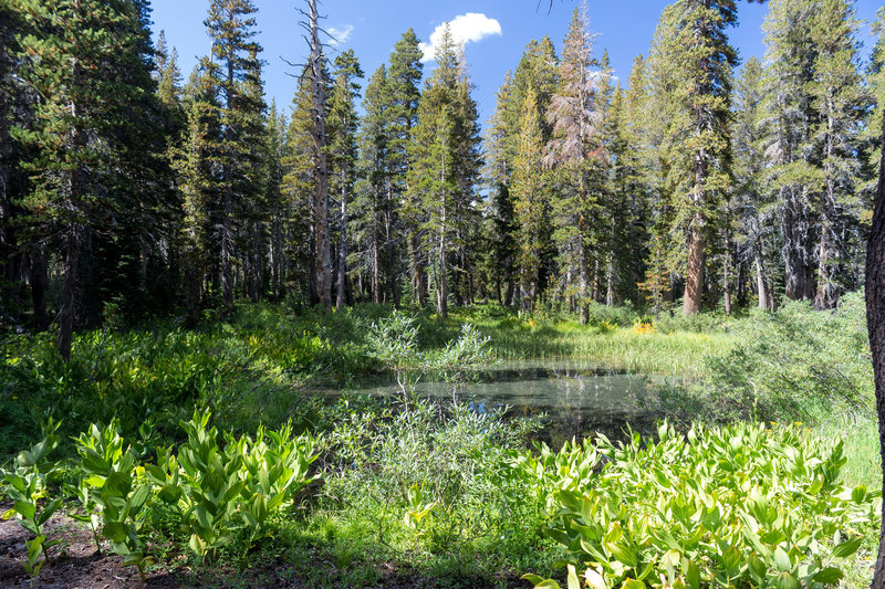 Green meadows and small ponds on the way to Lake George.