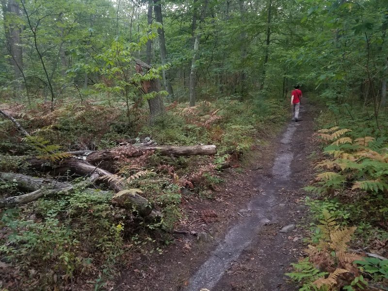 Path in Webster Conservation Area