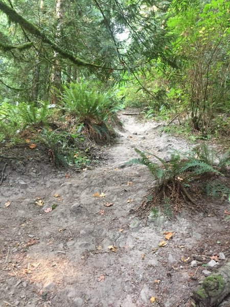 Typical section of the trail. Loose dirt, roots, and rocks.